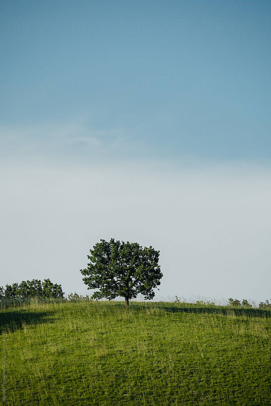 Seasonal Transitions: Supporting Your Nervous System Through Spring Changes
